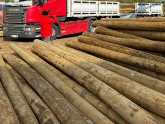 cikma agac elektrik diregi 1